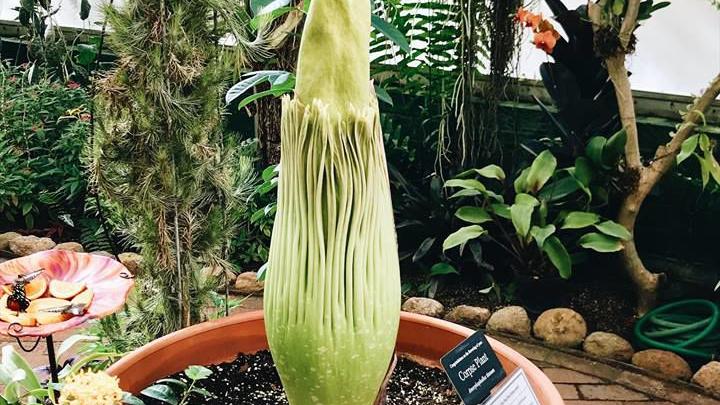 'Corpse flower' in Tucson getting international attention but still hasn't bloomed